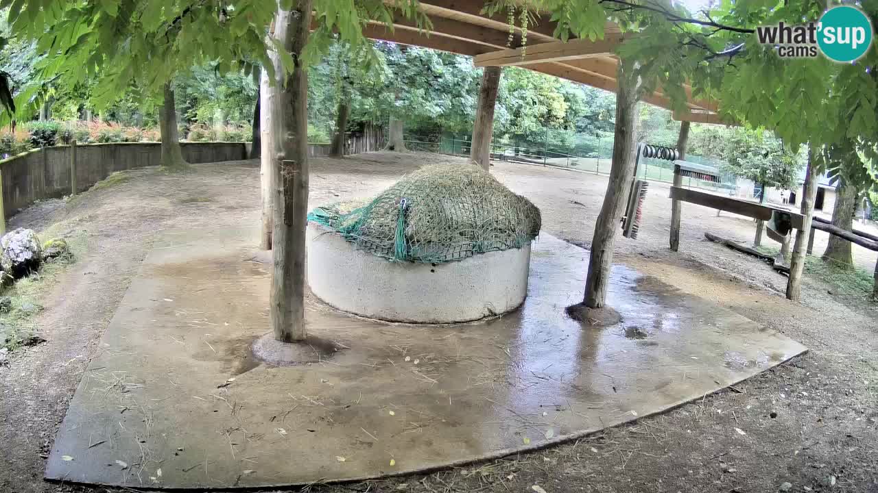Live Webcam Zebras in Ljubljana ZOO – Slowenien