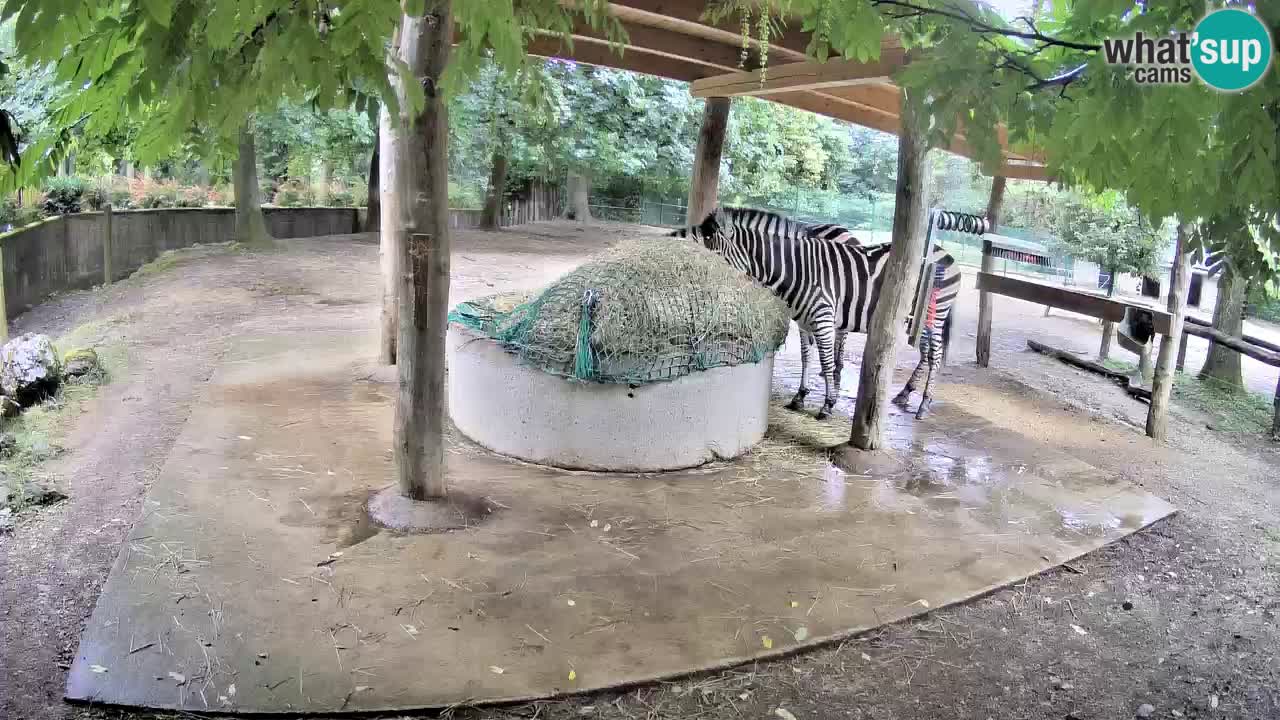 Zebre v živo v živalskem vrtu Ljubljana ZOO spletne kamere
