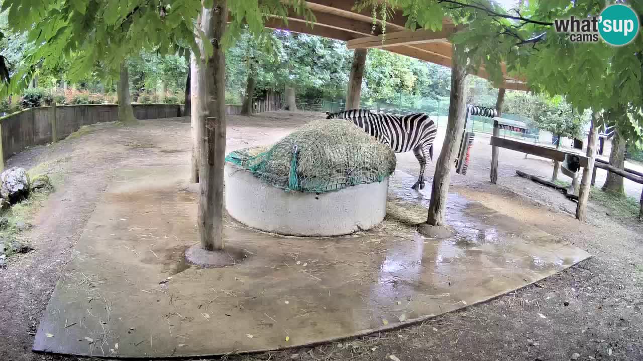 Zebre v živo v živalskem vrtu Ljubljana ZOO spletne kamere