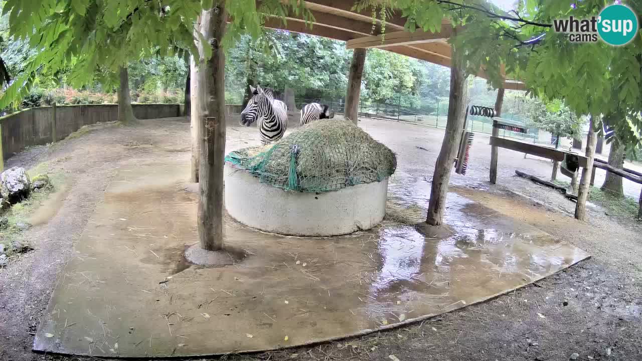 Le Zebre nello ZOO di Ljubljana – Slovenia Live webcam