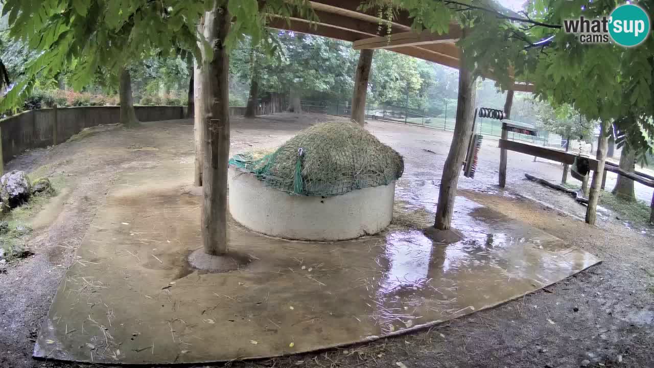 Le Zebre nello ZOO di Ljubljana – Slovenia Live webcam