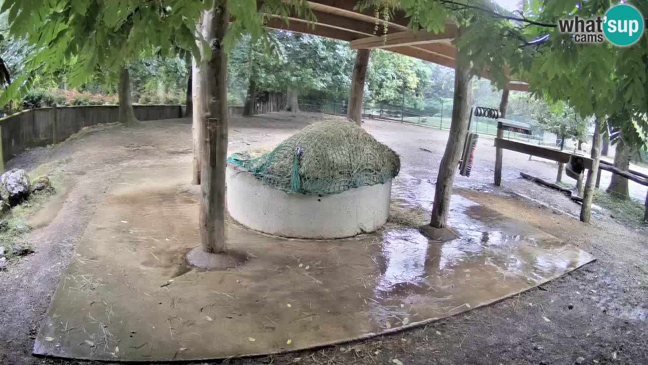 Zebre v živo v živalskem vrtu Ljubljana ZOO spletne kamere
