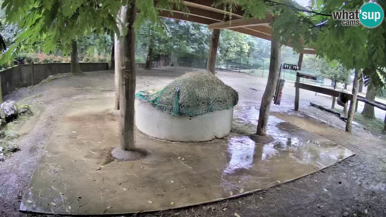 Zebre v živo v živalskem vrtu Ljubljana ZOO spletne kamere