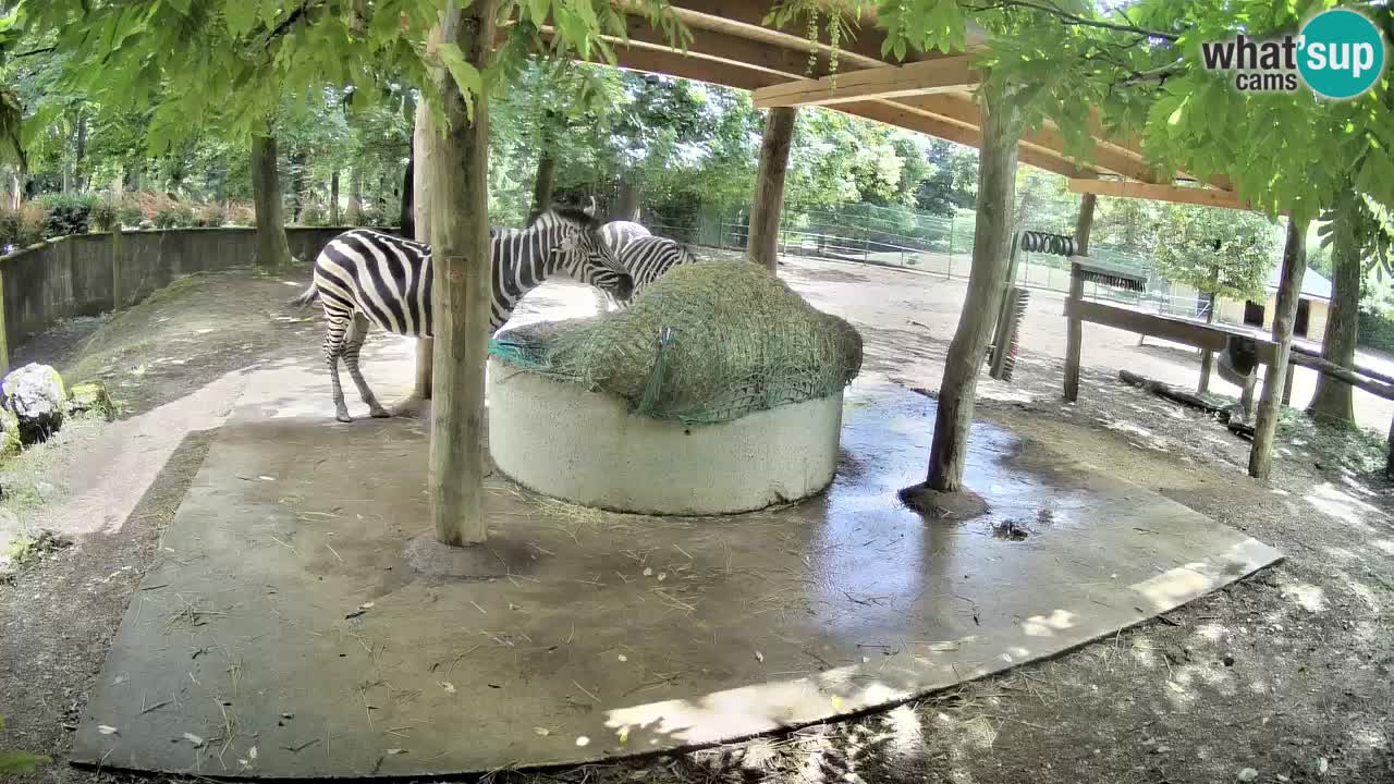 Live Webcam Zebras in Ljubljana ZOO – Slowenien
