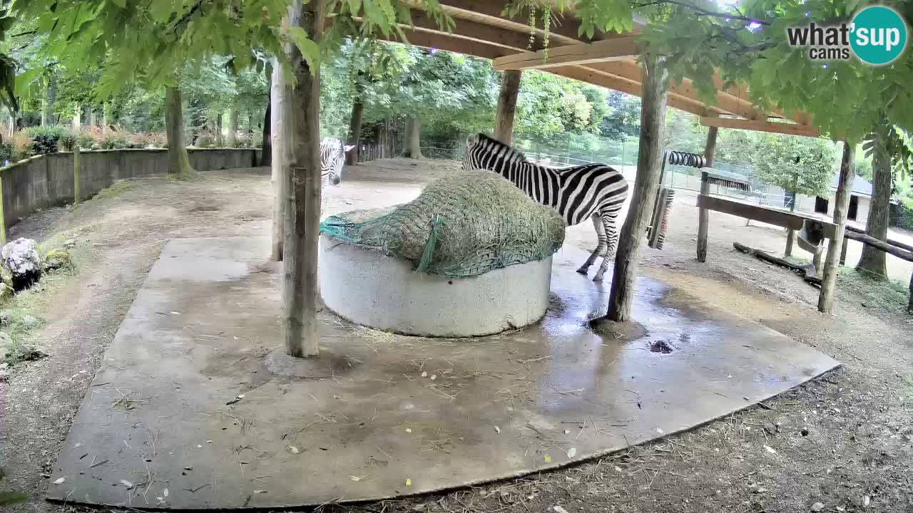 Live Webcam Zebras in Ljubljana ZOO – Slowenien