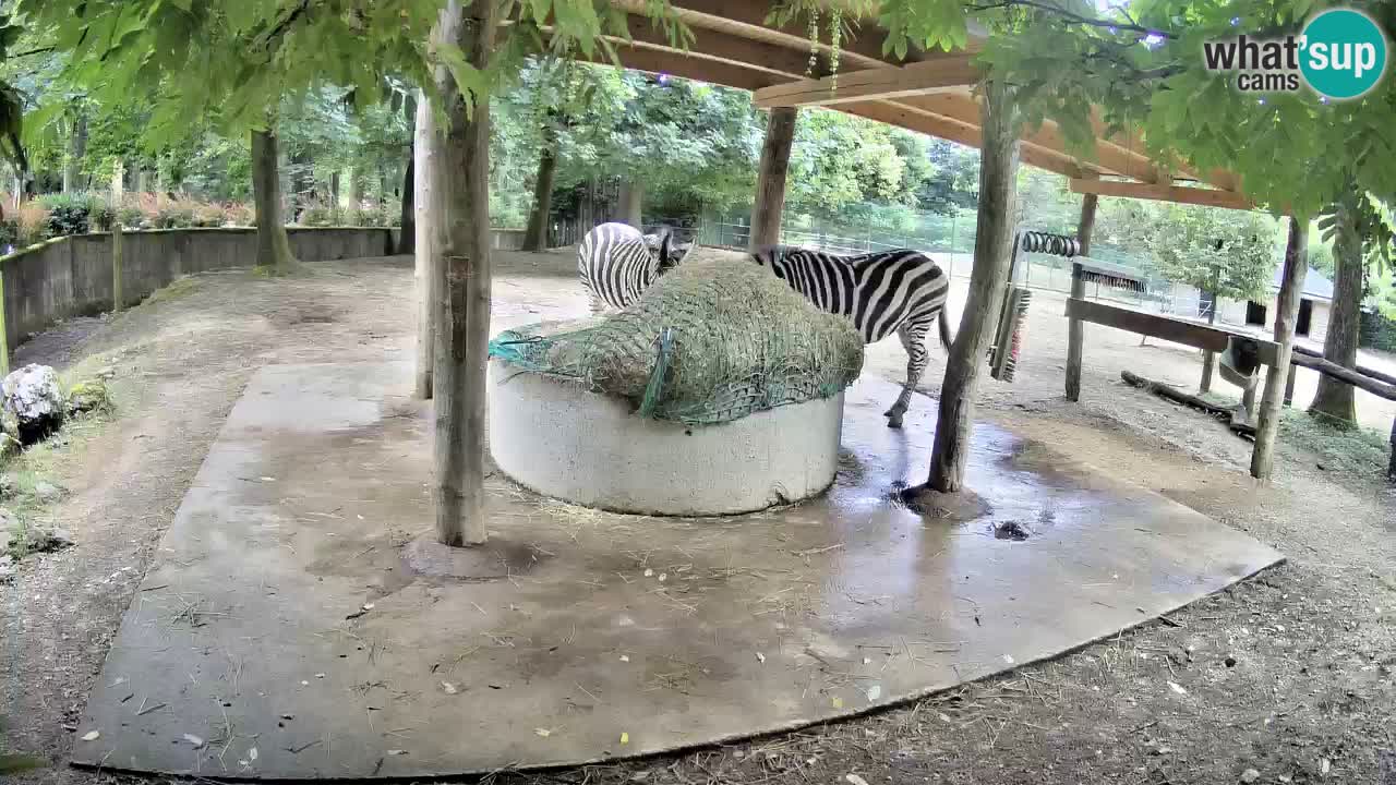 Web kamera uživo Zebras u ZOO Ljubljana – Slovenija