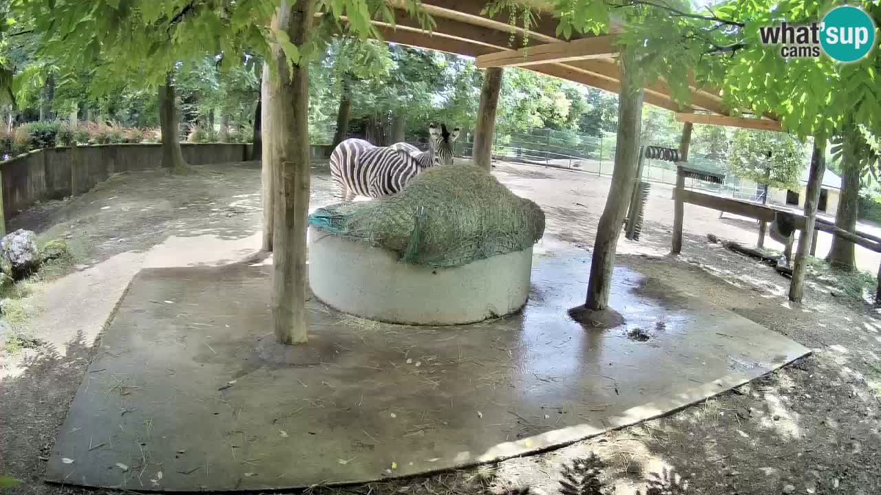 Camera en vivo Cebras in Ljubljana ZOO – Eslovenia