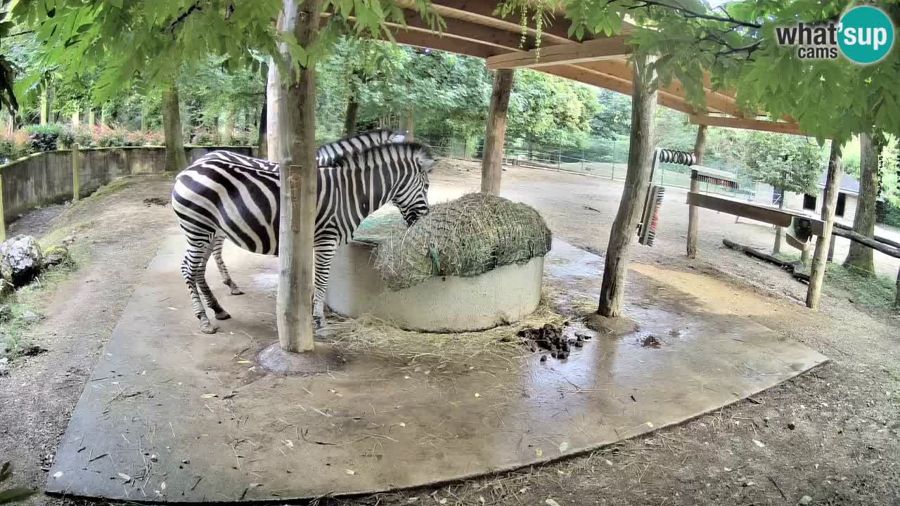 Camera en vivo Cebras in Ljubljana ZOO – Eslovenia