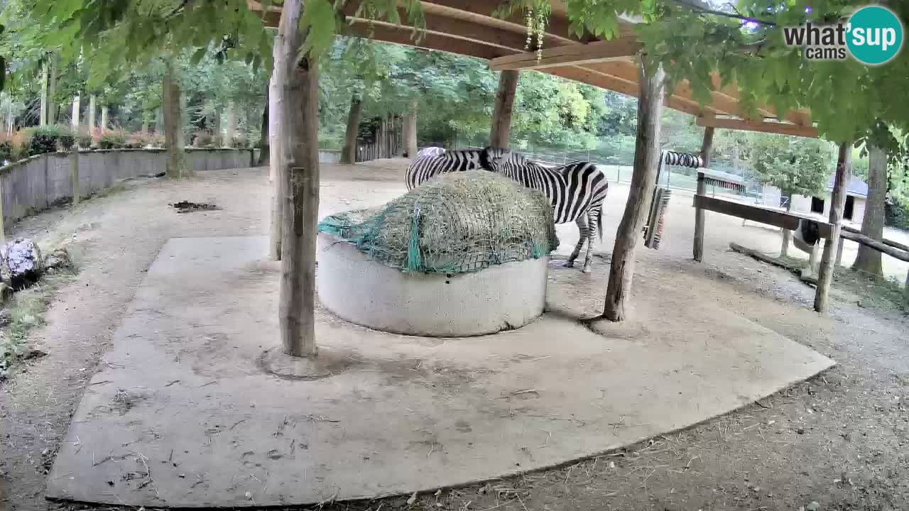 Web kamera uživo Zebras u ZOO Ljubljana – Slovenija