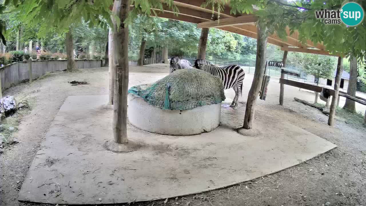 Live webcam Les zèbres in Ljubljana ZOO – Slovénie