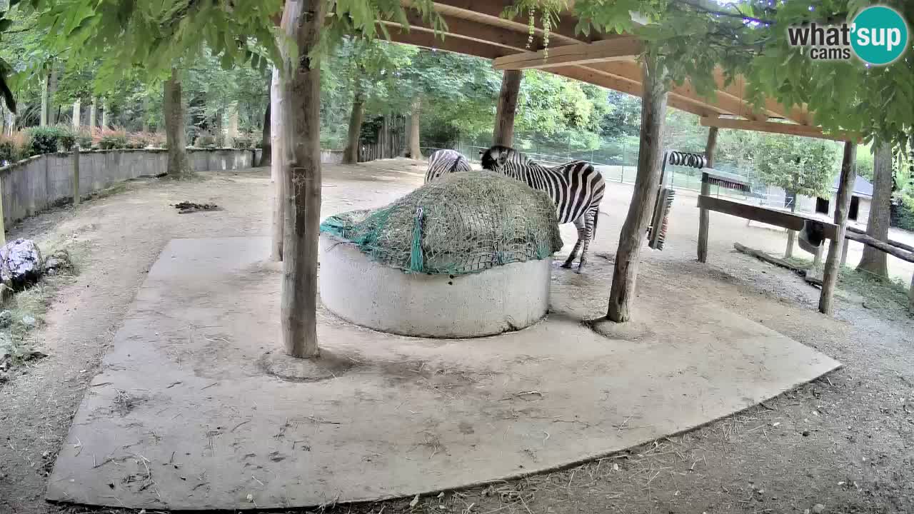 Le Zebre nello ZOO di Ljubljana – Slovenia Live webcam