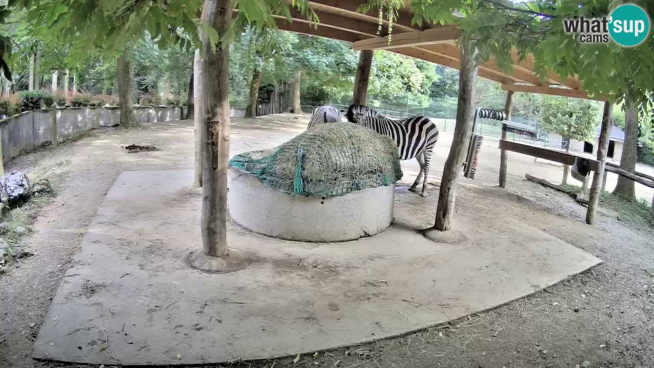 Camera en vivo Cebras in Ljubljana ZOO – Eslovenia