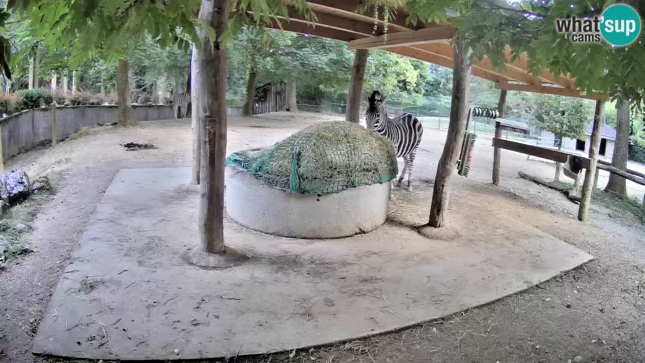 Web kamera uživo Zebras u ZOO Ljubljana – Slovenija
