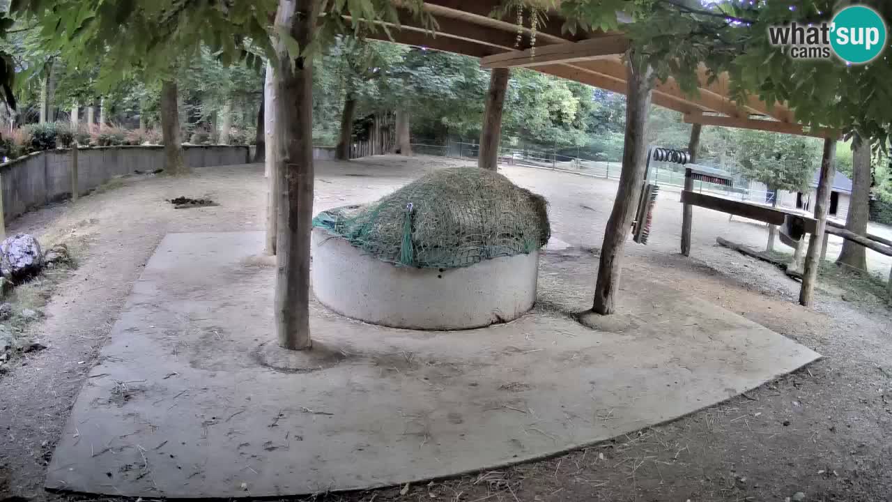 Camera en vivo Cebras in Ljubljana ZOO – Eslovenia