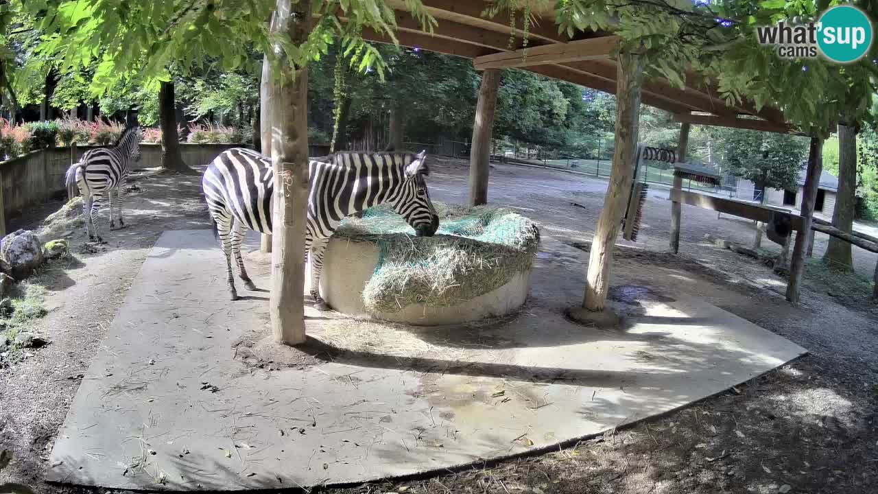 Live webcam Zebras in Ljubljana ZOO – Slovenia