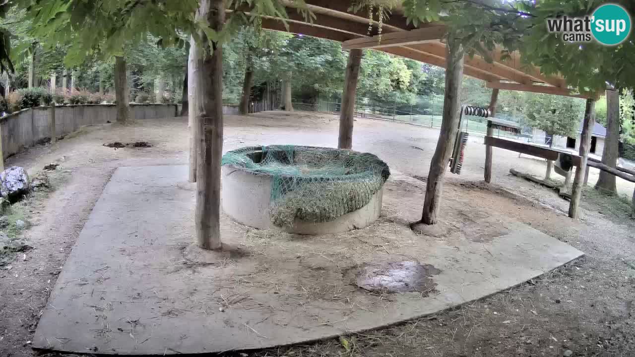 Zebre v živo v živalskem vrtu Ljubljana ZOO spletne kamere