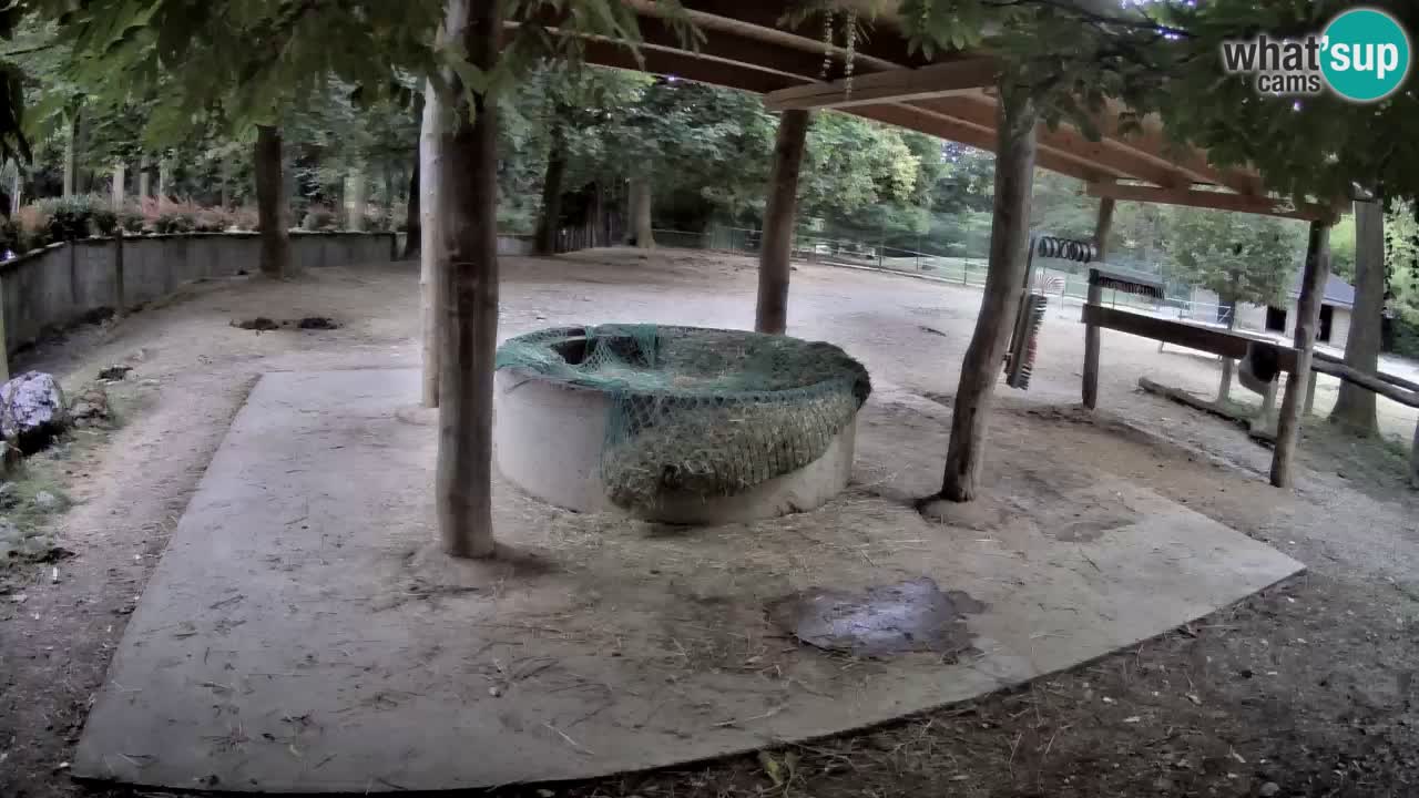 Live webcam Zebras in Ljubljana ZOO – Slovenia