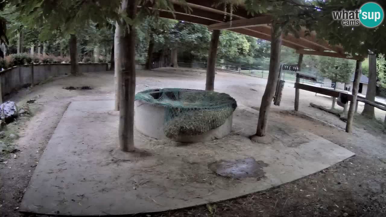 Live webcam Zebras in Ljubljana ZOO – Slovenia