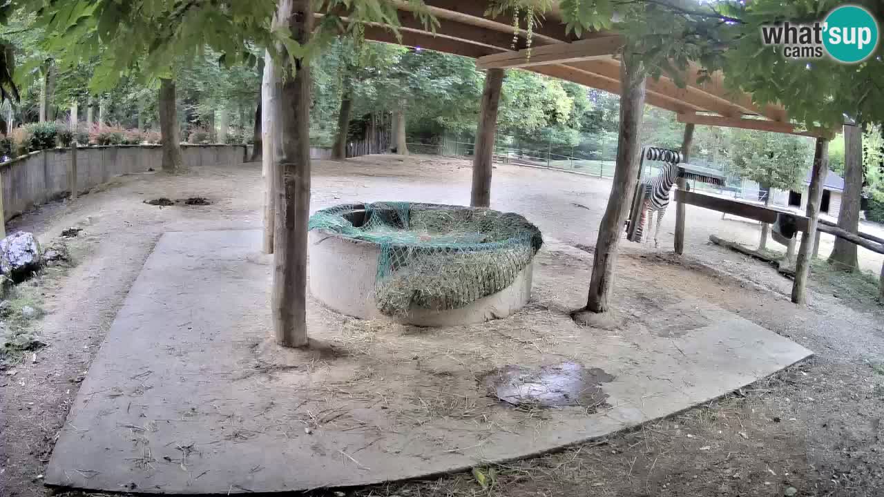 Live webcam Zebras in Ljubljana ZOO – Slovenia