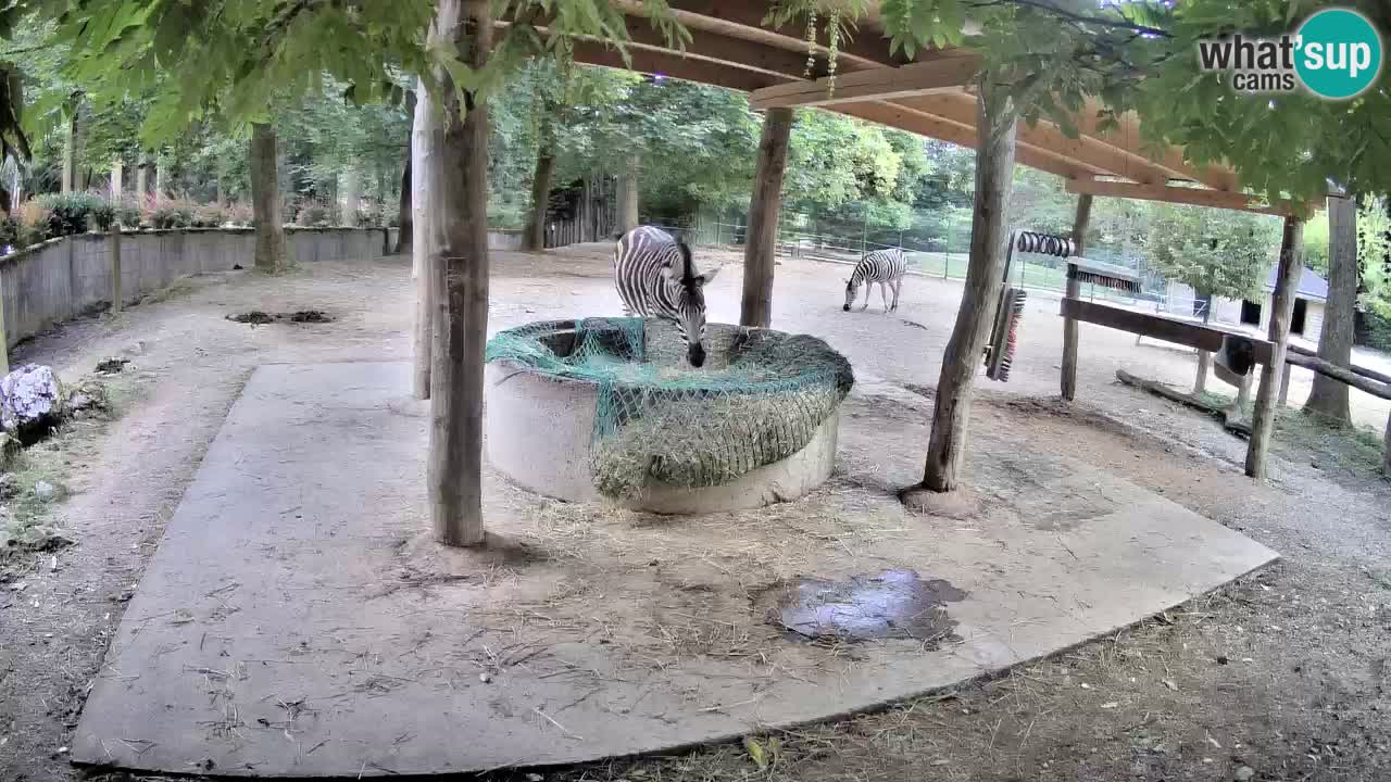 Camera en vivo Cebras in Ljubljana ZOO – Eslovenia
