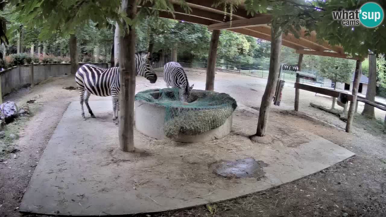 Zebre v živo v živalskem vrtu Ljubljana ZOO spletne kamere