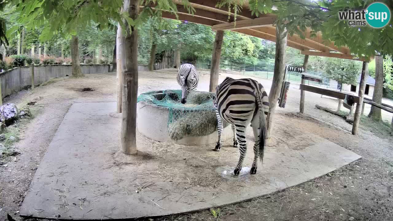 Zebre v živo v živalskem vrtu Ljubljana ZOO spletne kamere