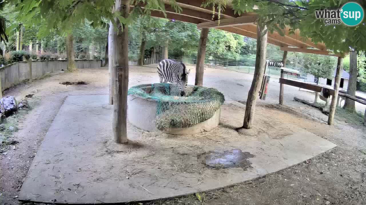 Live webcam Zebras in Ljubljana ZOO – Slovenia