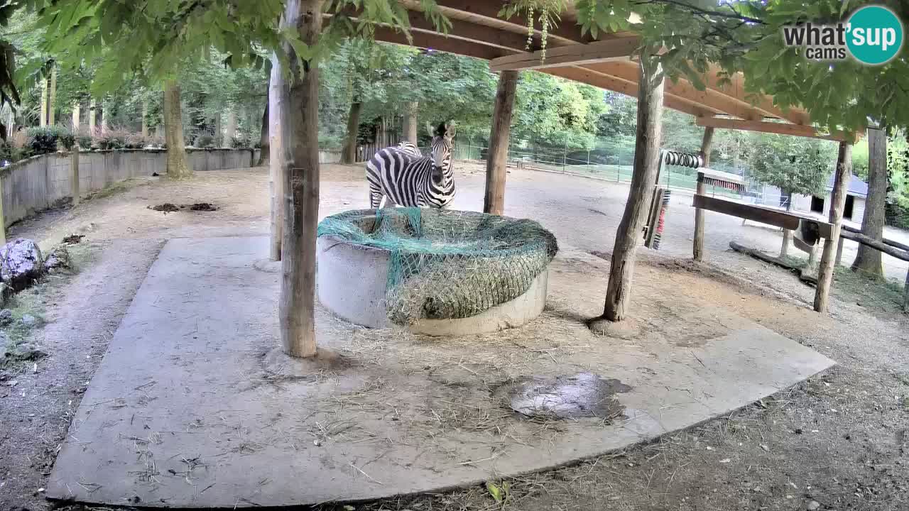 Le Zebre nello ZOO di Ljubljana – Slovenia Live webcam