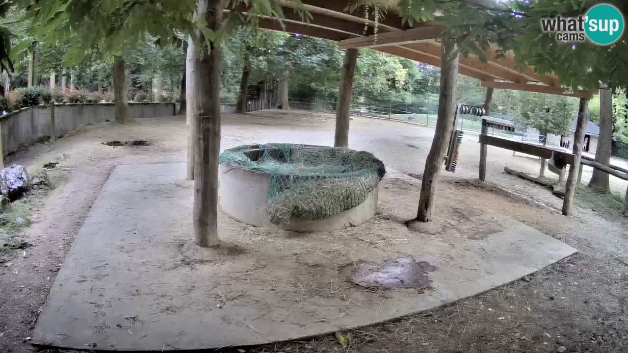 Live Webcam Zebras in Ljubljana ZOO – Slowenien