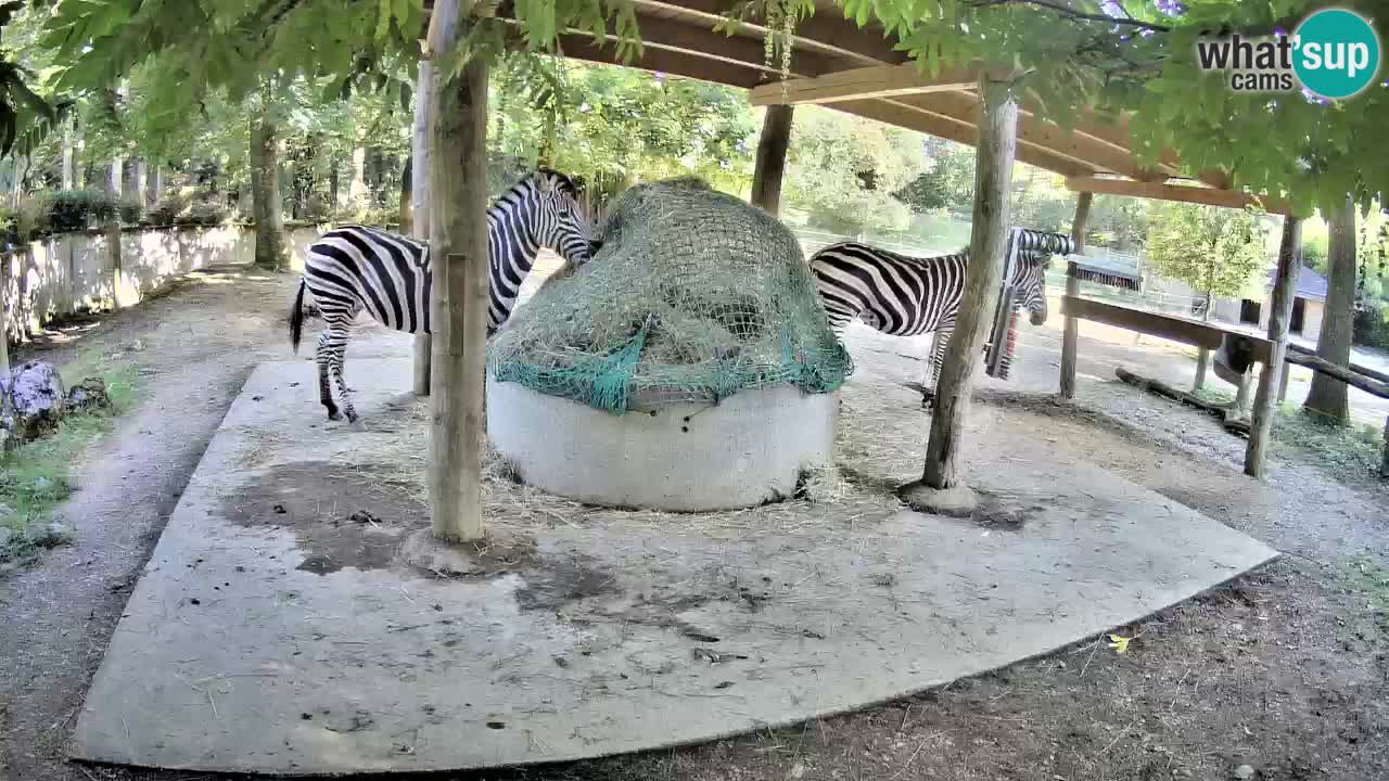 Live Webcam Zebras in Ljubljana ZOO – Slowenien