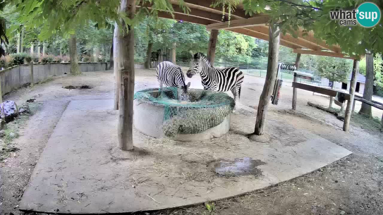 Live webcam Les zèbres in Ljubljana ZOO – Slovénie