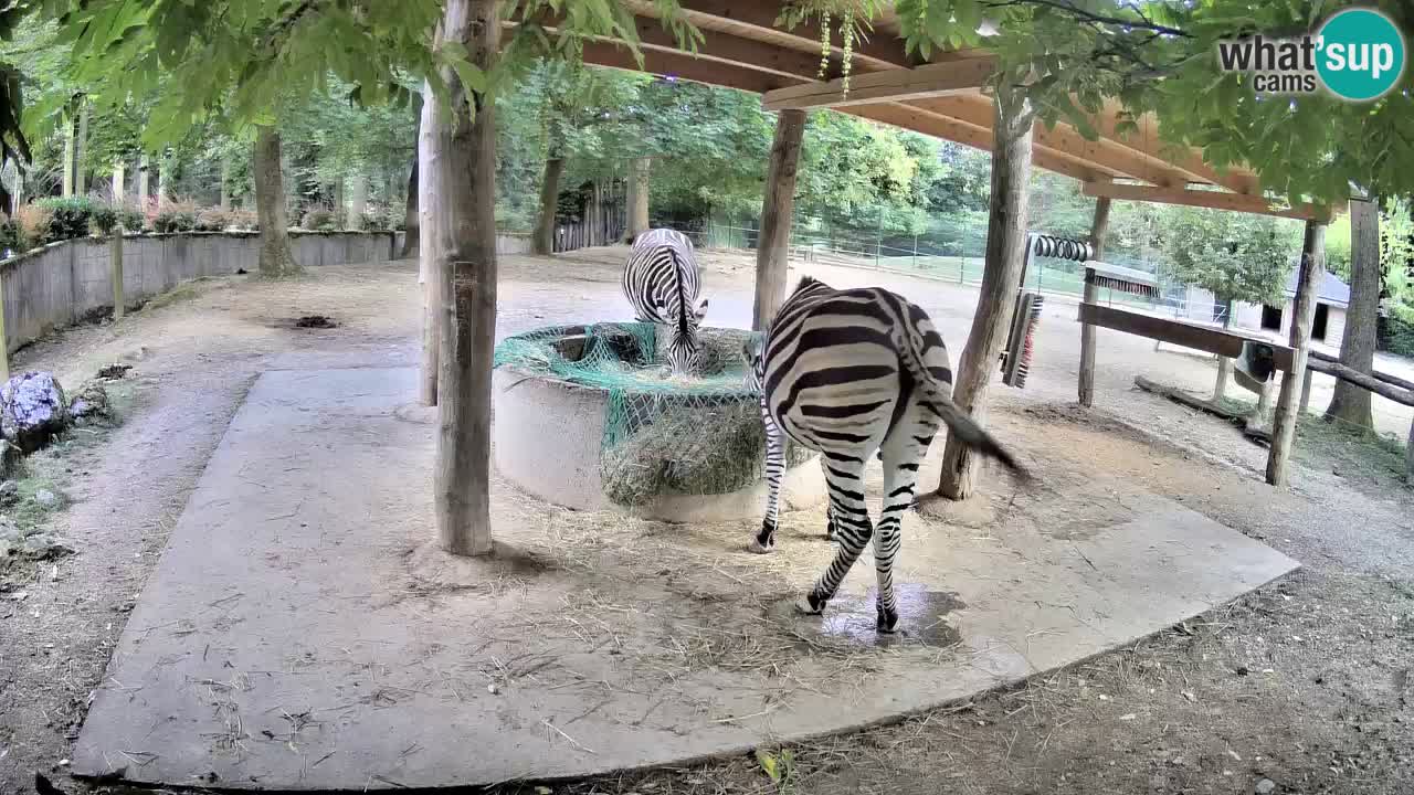 Live webcam Zebras in Ljubljana ZOO – Slovenia