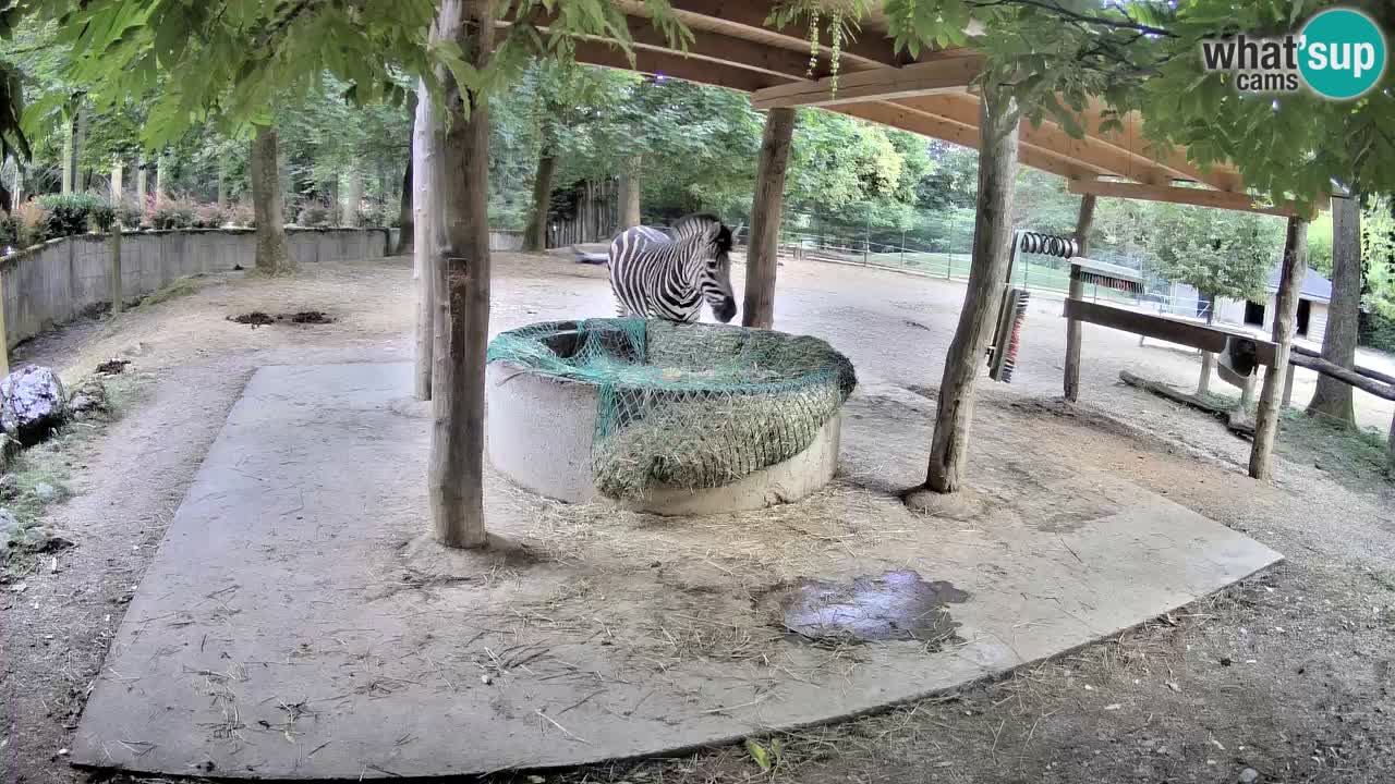 Live webcam Zebras in Ljubljana ZOO – Slovenia
