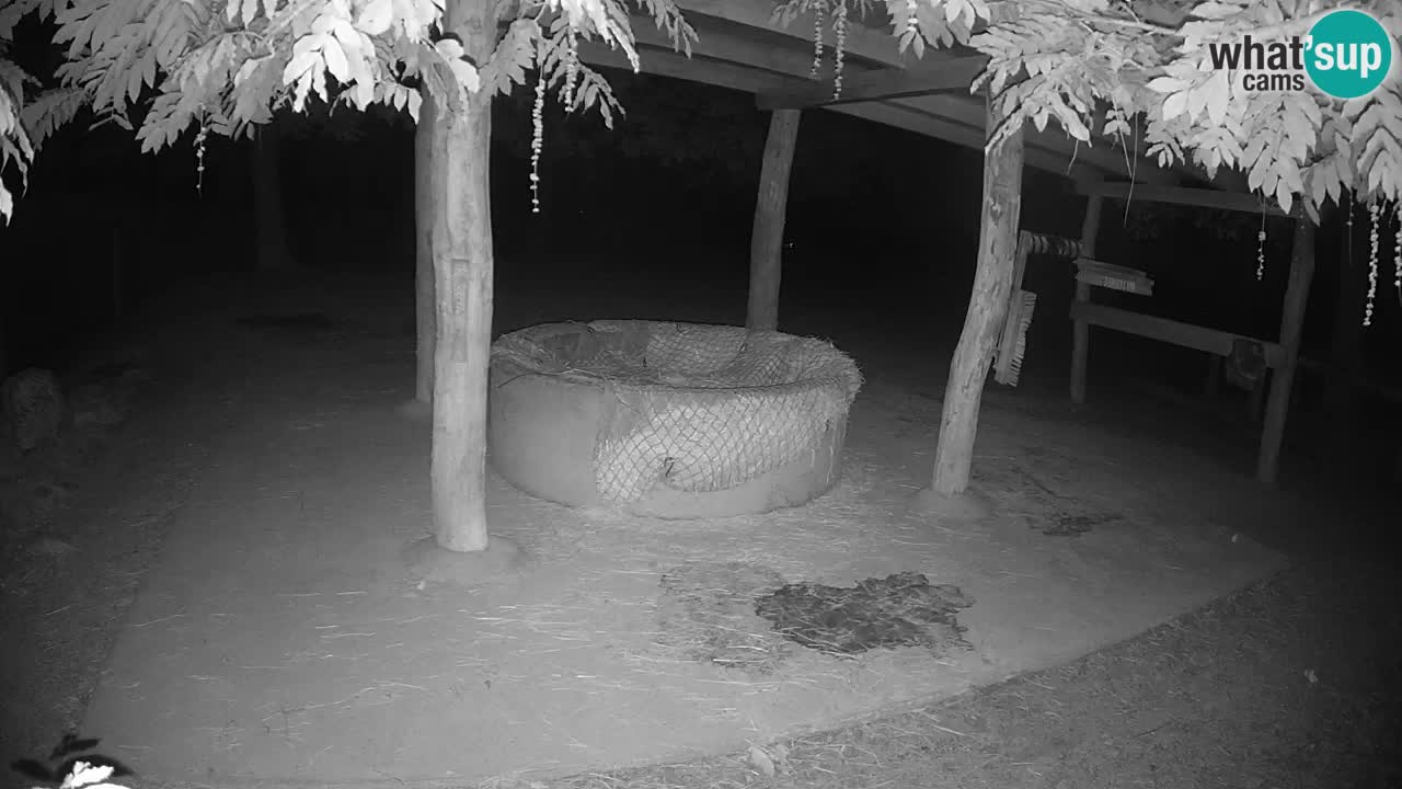 Live webcam Les zèbres in Ljubljana ZOO – Slovénie