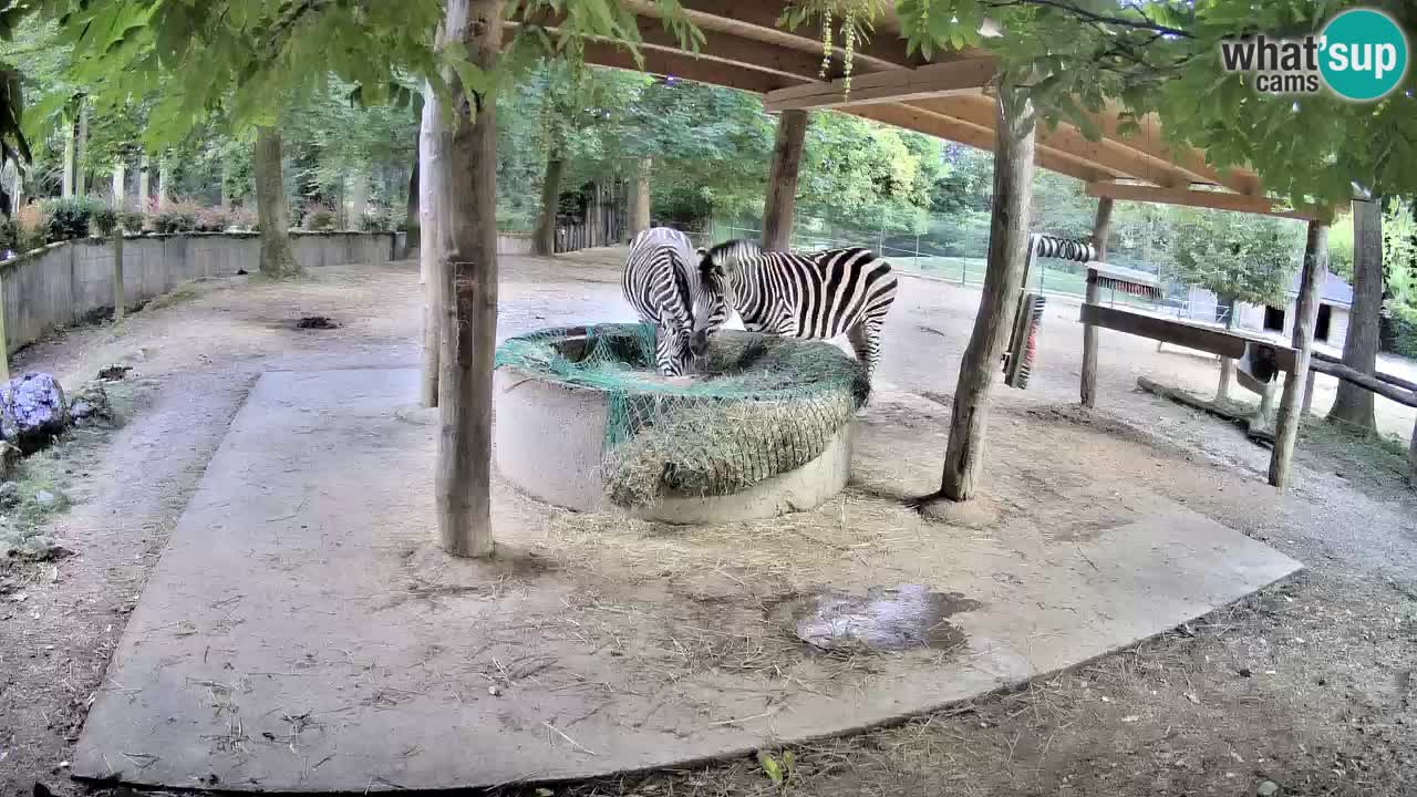 Le Zebre nello ZOO di Ljubljana – Slovenia Live webcam