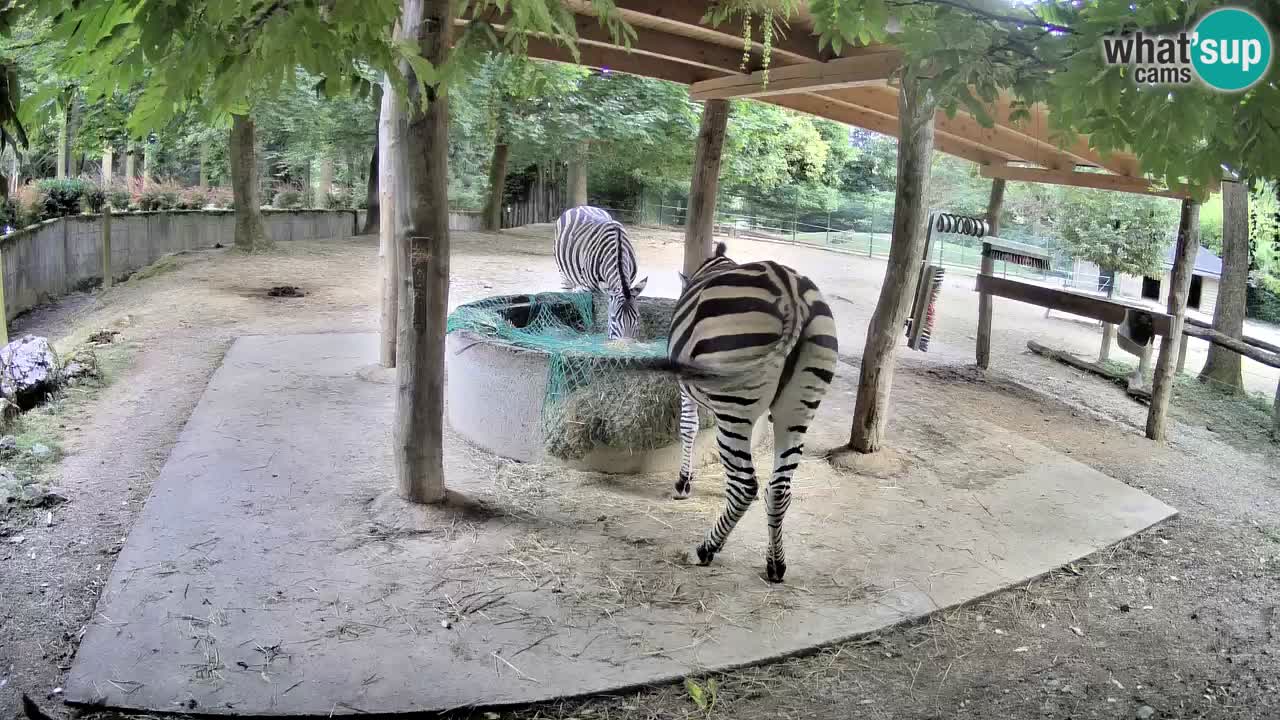 Live webcam Zebras in Ljubljana ZOO – Slovenia