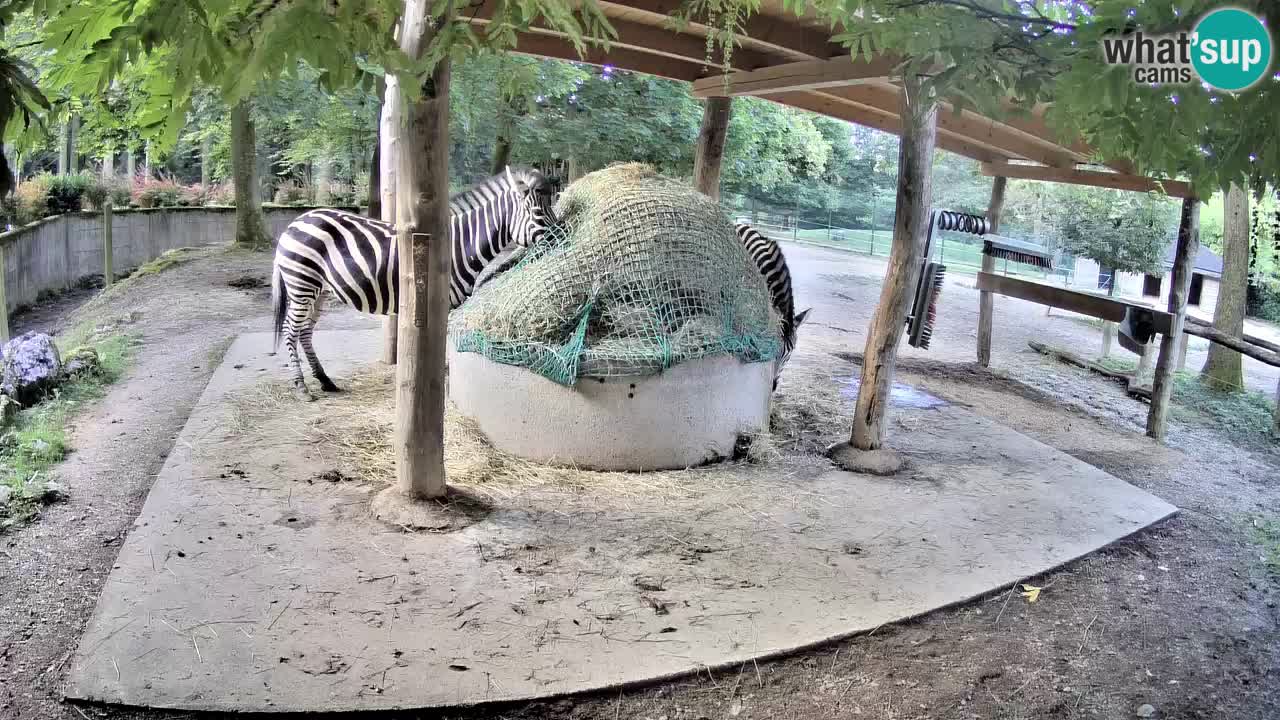 Le Zebre nello ZOO di Ljubljana – Slovenia Live webcam