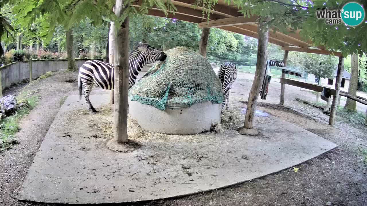 Le Zebre nello ZOO di Ljubljana – Slovenia Live webcam