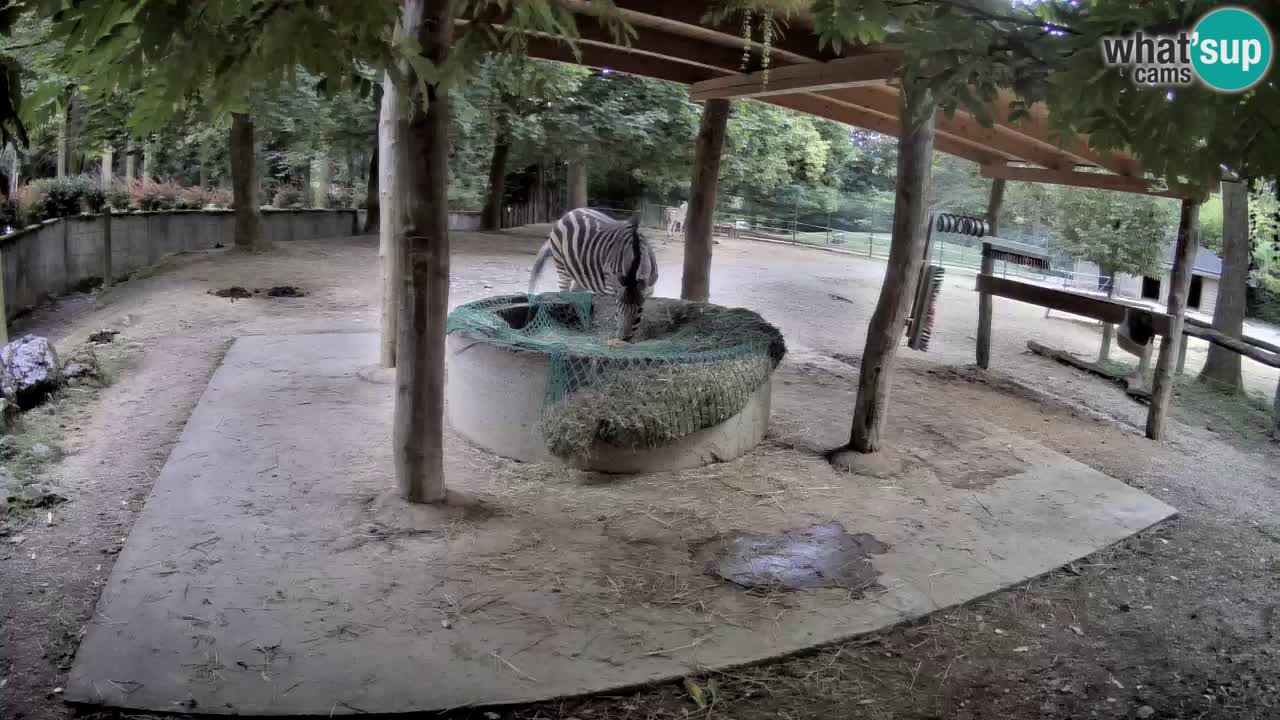 Camera en vivo Cebras in Ljubljana ZOO – Eslovenia