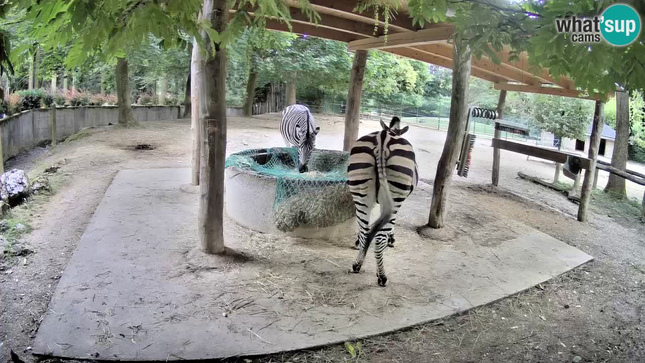 Live webcam Zebras in Ljubljana ZOO – Slovenia