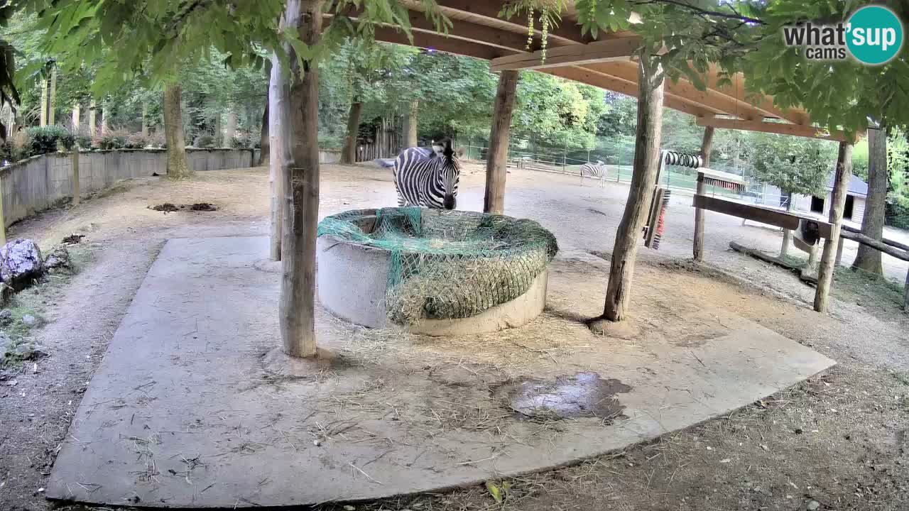 Web kamera uživo Zebras u ZOO Ljubljana – Slovenija