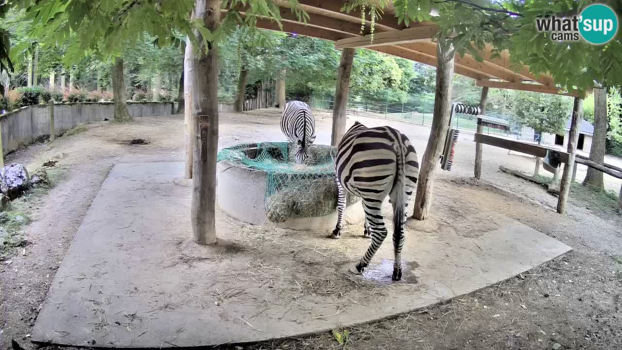 Live webcam Les zèbres in Ljubljana ZOO – Slovénie