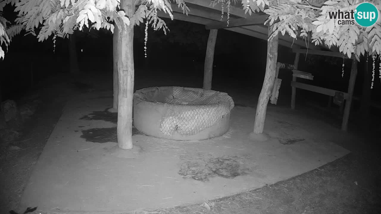 Web kamera uživo Zebras u ZOO Ljubljana – Slovenija