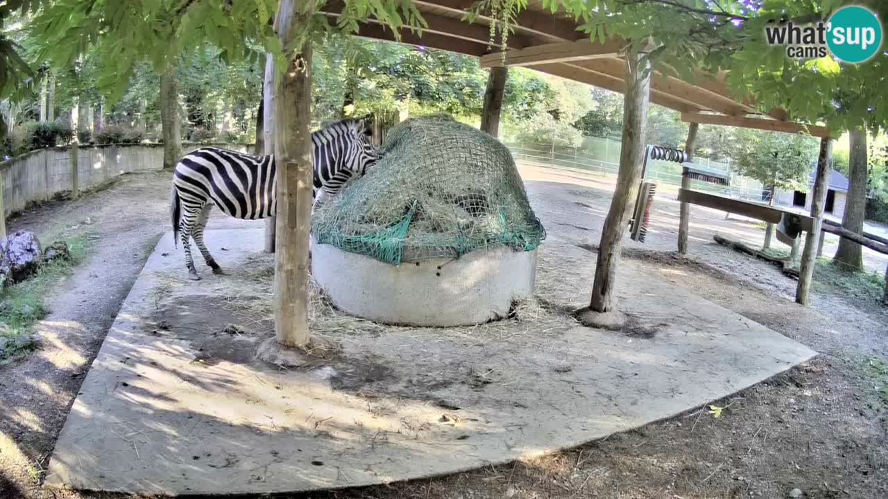 Le Zebre nello ZOO di Ljubljana – Slovenia Live webcam