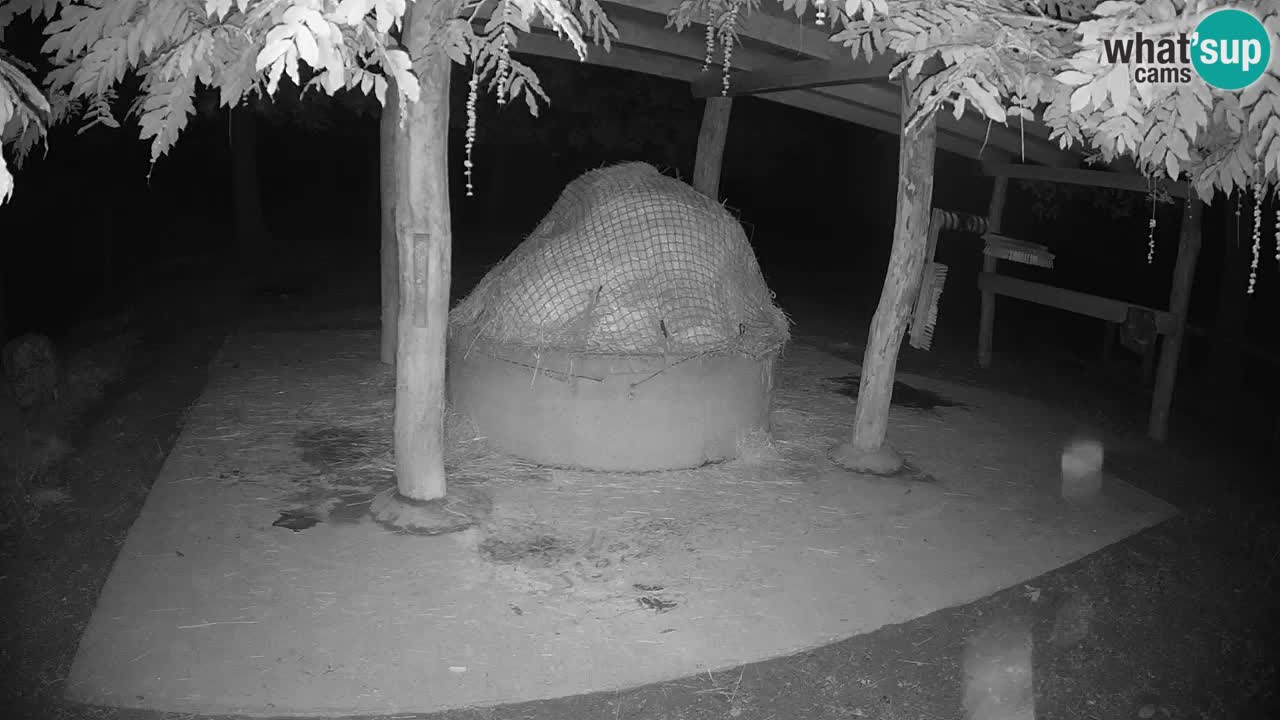 Live webcam Les zèbres in Ljubljana ZOO – Slovénie