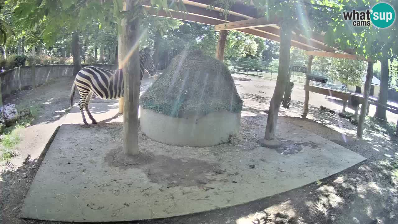 Live Webcam Zebras in Ljubljana ZOO – Slowenien