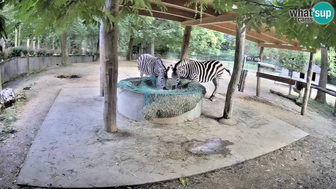 Web kamera uživo Zebras u ZOO Ljubljana – Slovenija