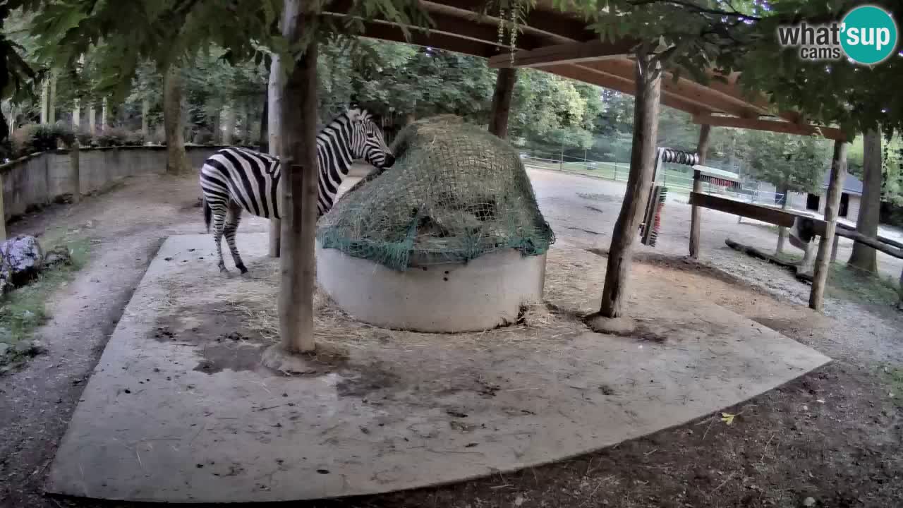 Web kamera uživo Zebras u ZOO Ljubljana – Slovenija
