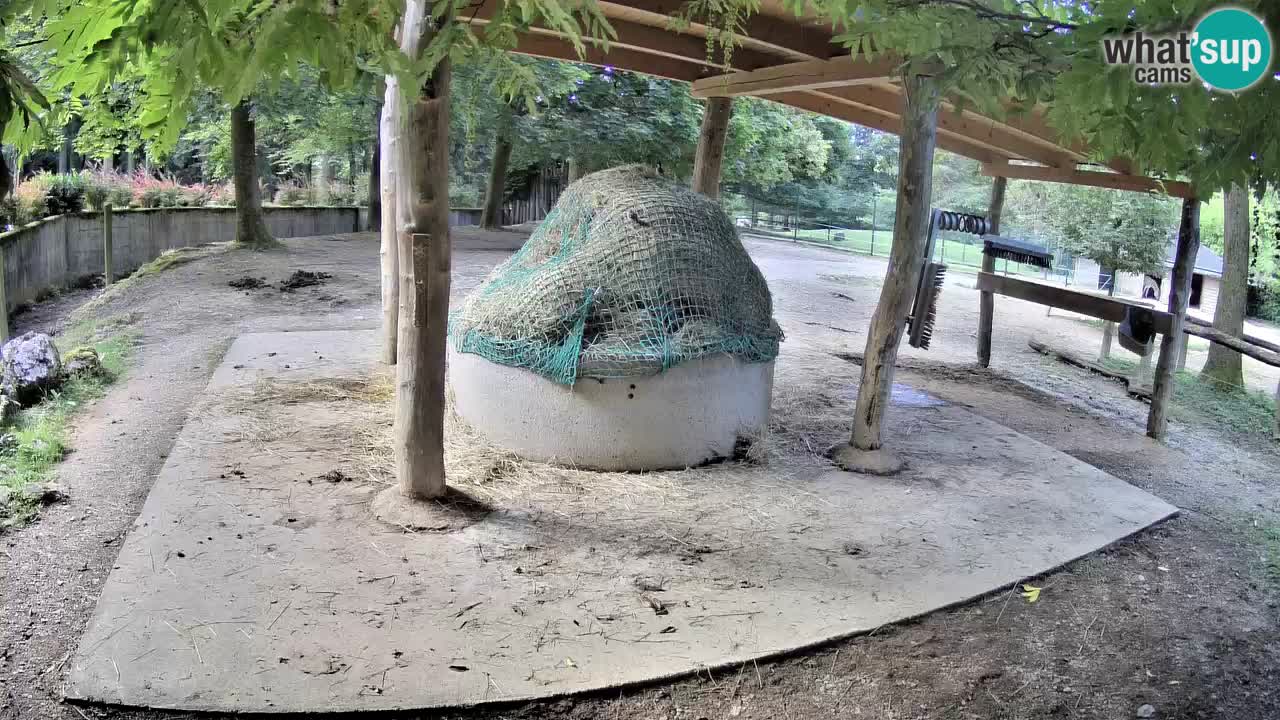 Web kamera uživo Zebras u ZOO Ljubljana – Slovenija