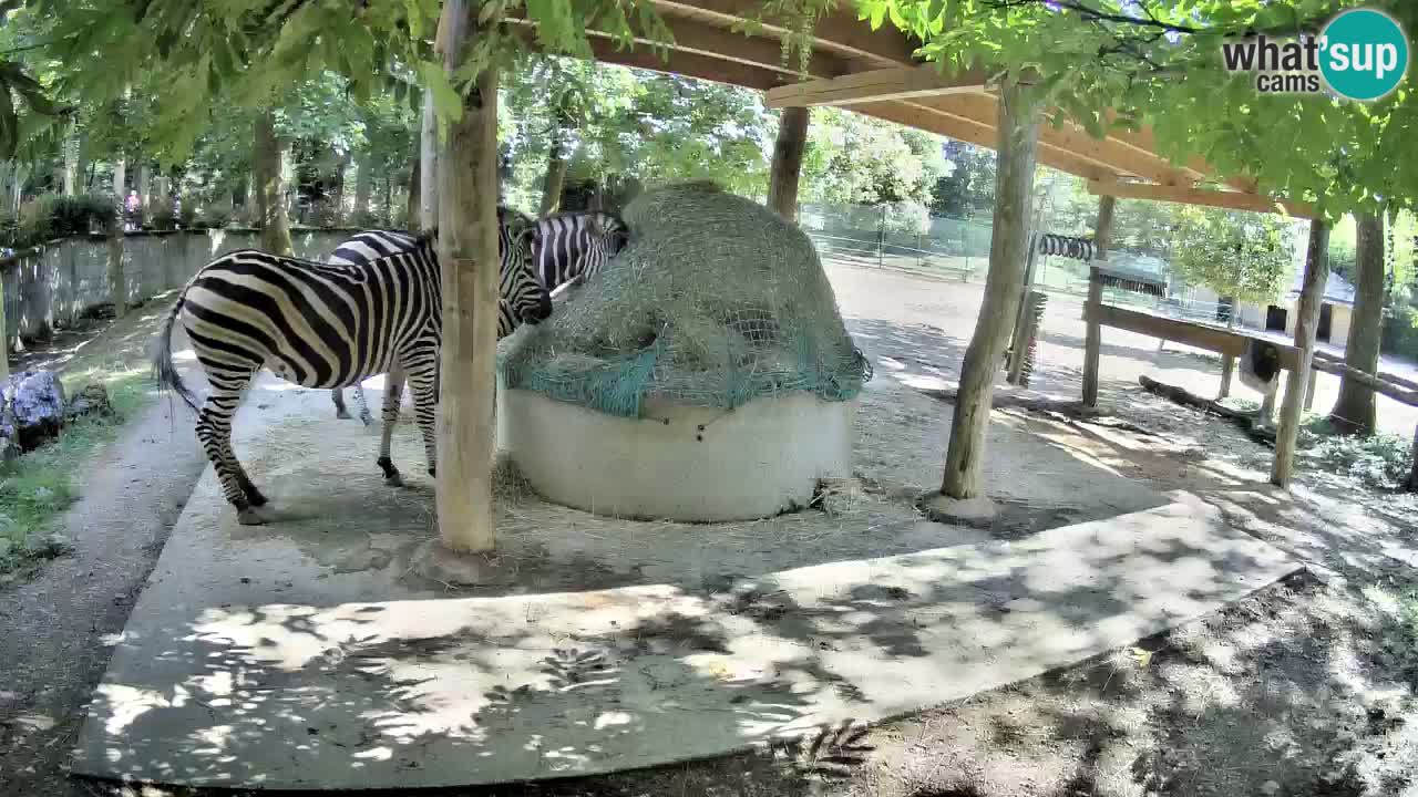 Zebre v živo v živalskem vrtu Ljubljana ZOO spletne kamere